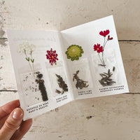 Semences - Bouquet Colibri