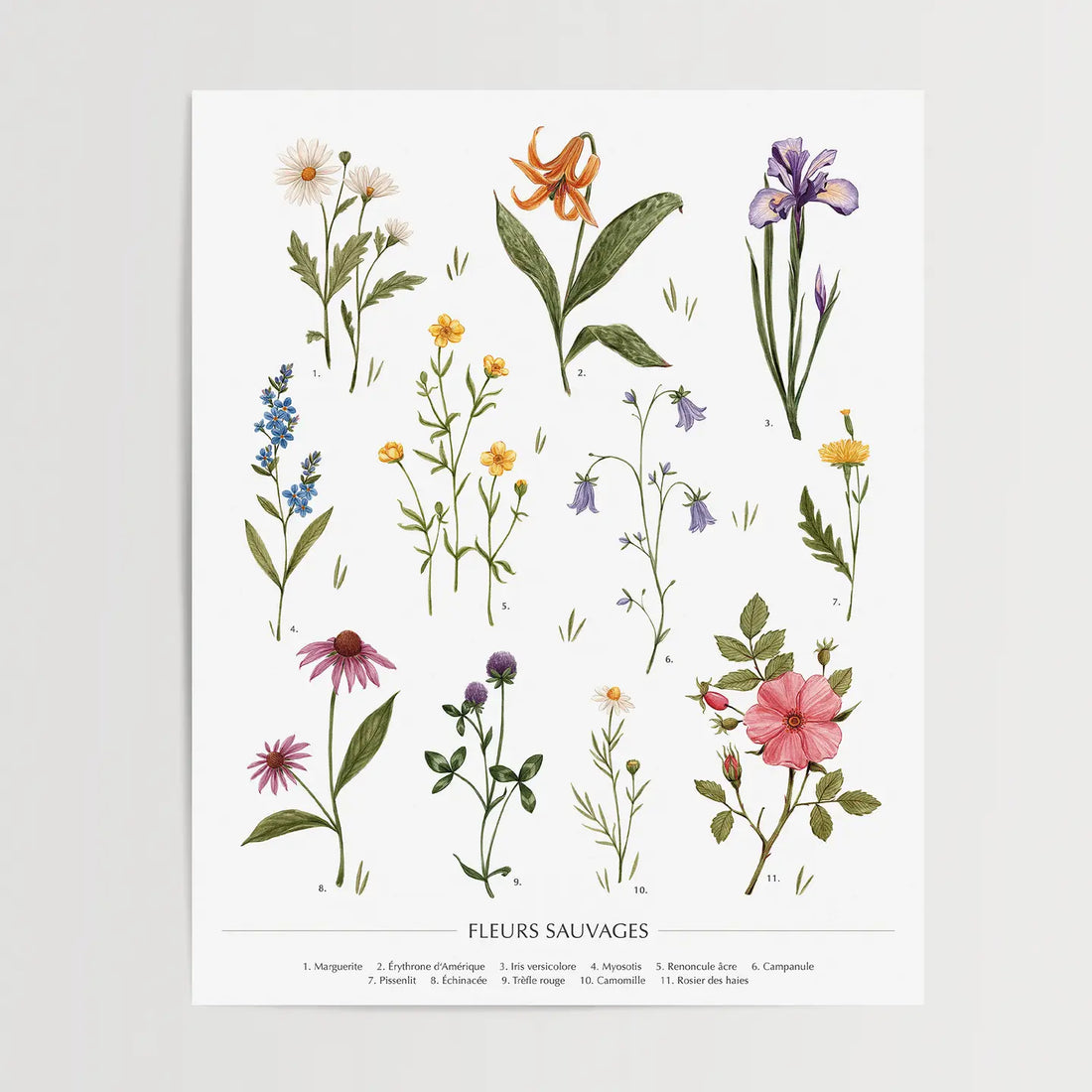 Affiche - Les fleurs sauvages
