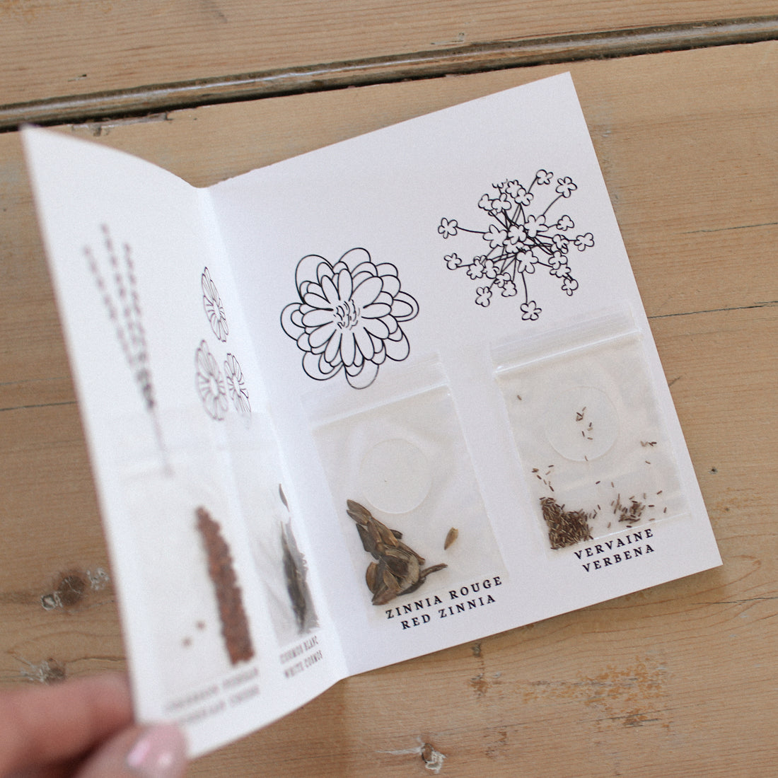 Semences - Collection Papillon